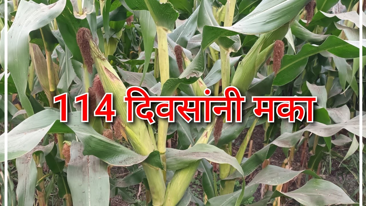 अल्प खर्चात आज रोजी मका 