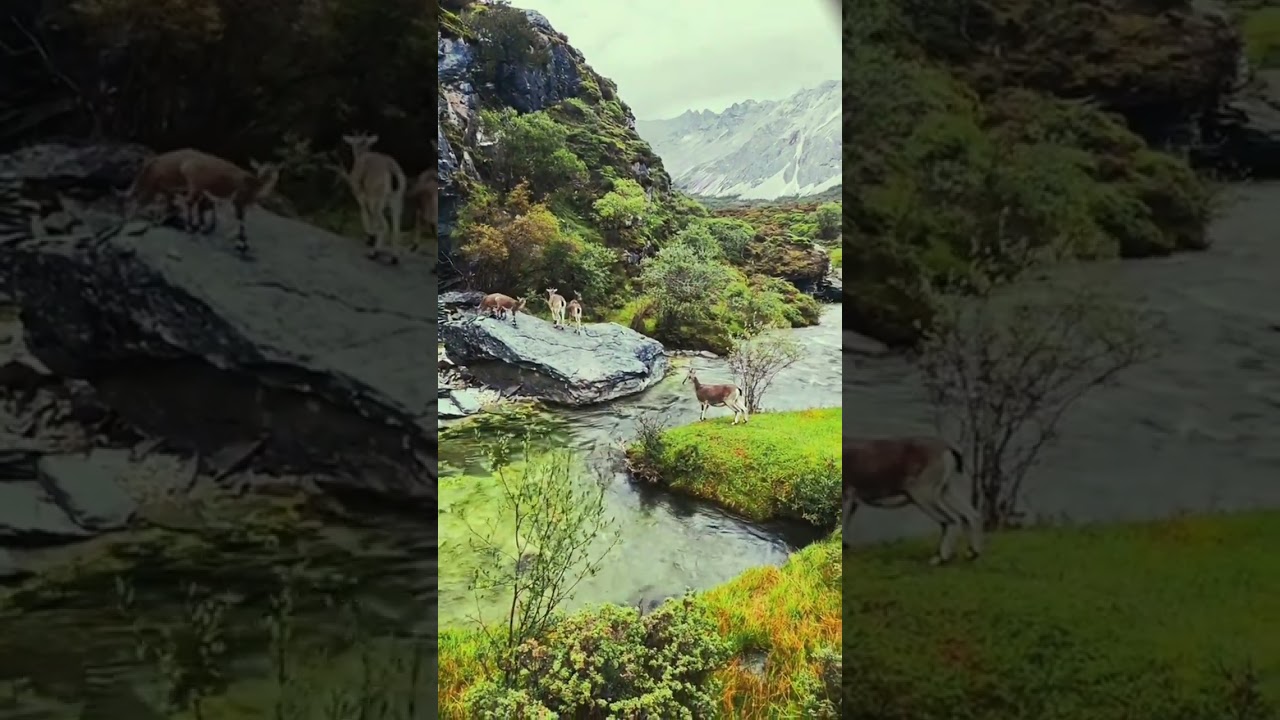 An Inspiring View: Watch To End  #perseverance #nature #cute #animallife