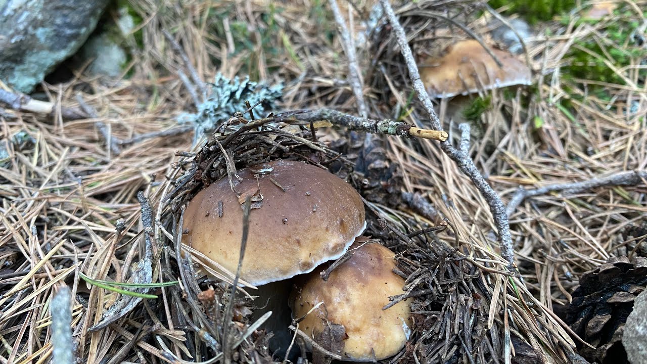 Inicio tenso!!! Recolectando Boletus Edulis en pinus sylvestris en octubre de 2023