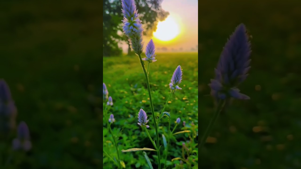 Sunrise 🌅 | Azan Natural Sakoon 😇 | #naturestatus #trending #shorts