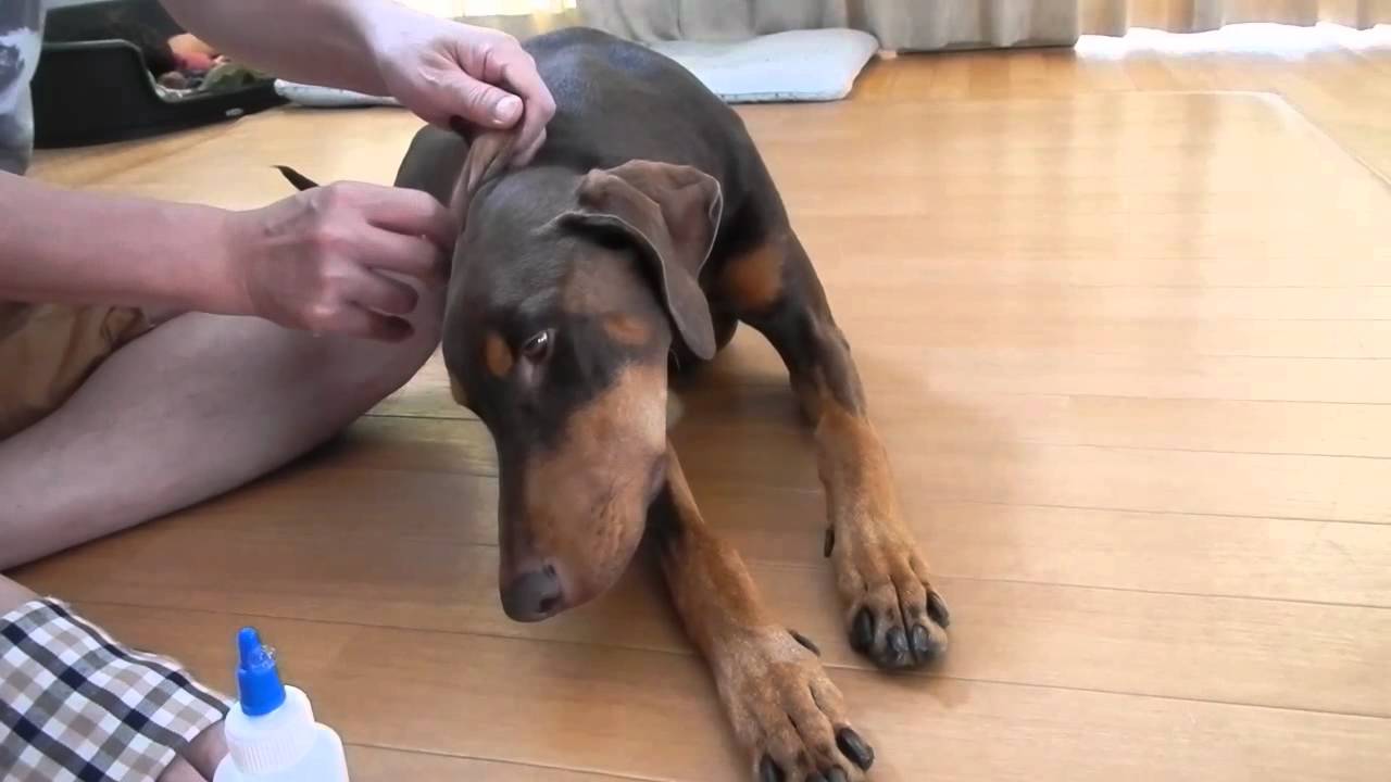耳そうじ