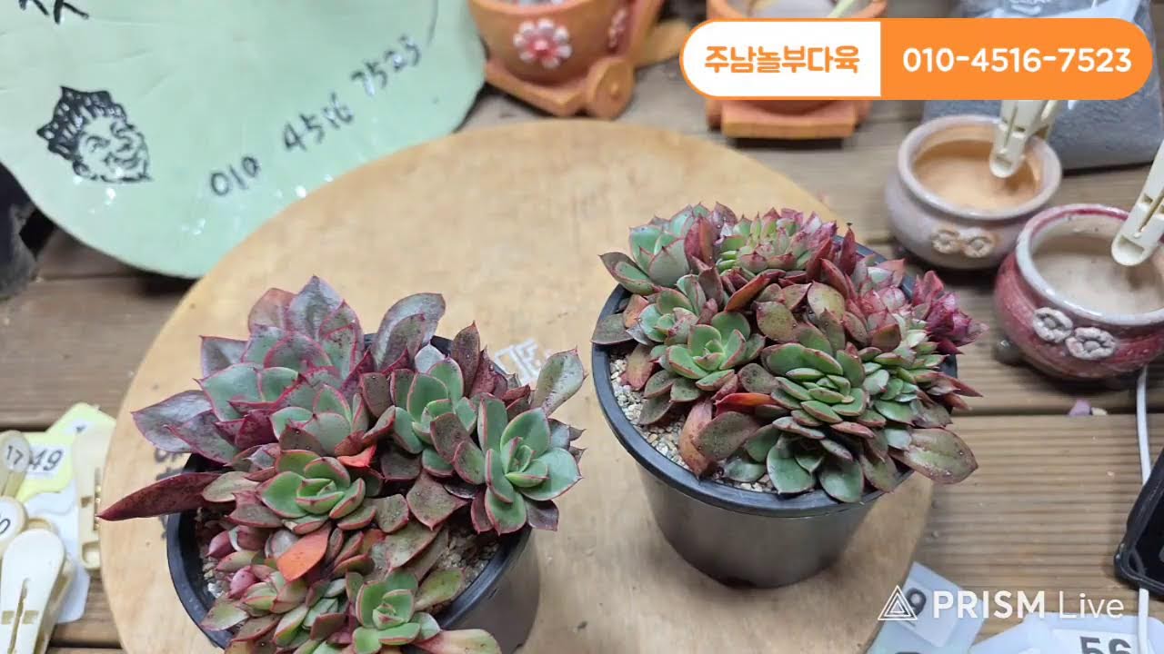 주남놀부다육 라이브 방송 !