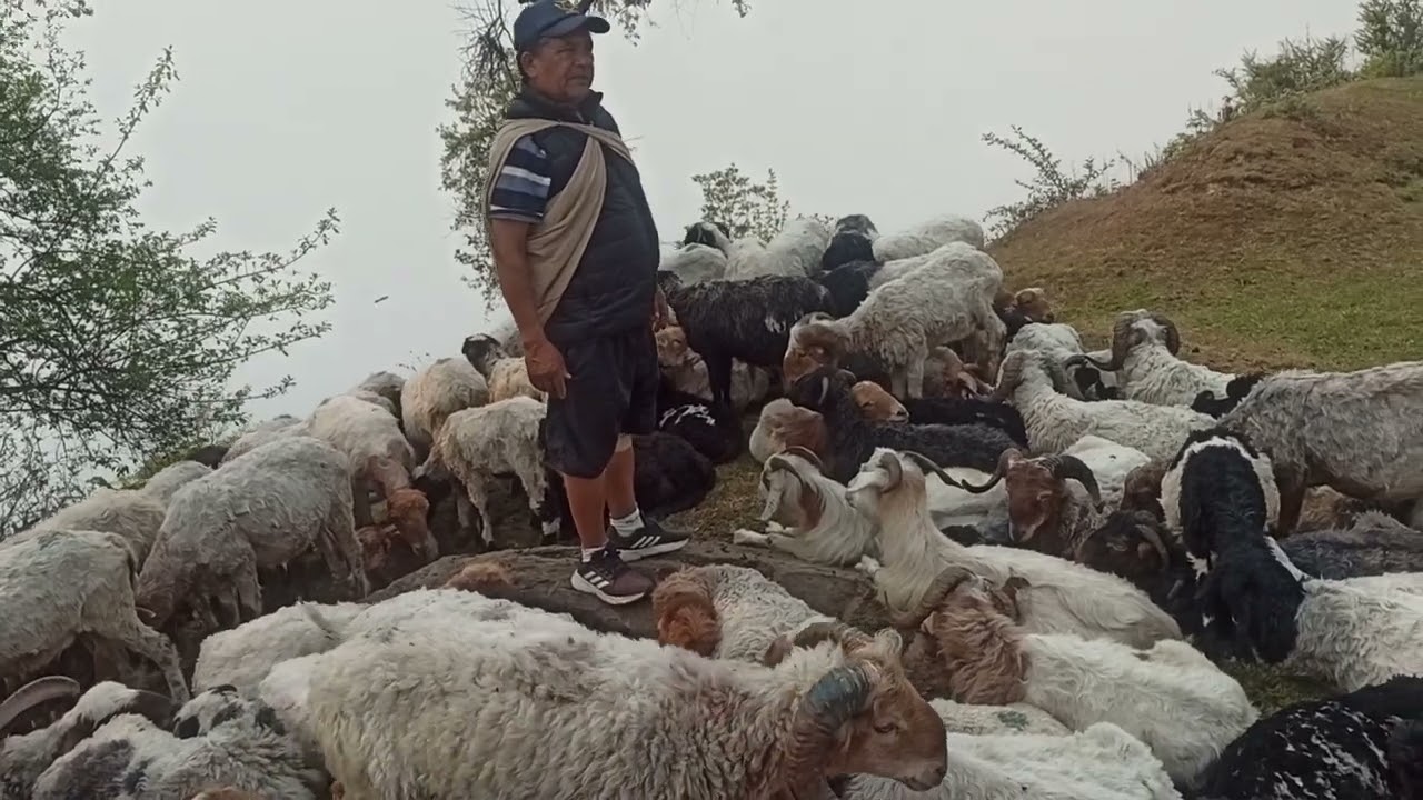 सिक्लेस पार्कमा भेडीगोठ#sikles #bgसबिनय #rainaskotlamjung #vlog #pokharacity#lamjung #pokhara_nepal