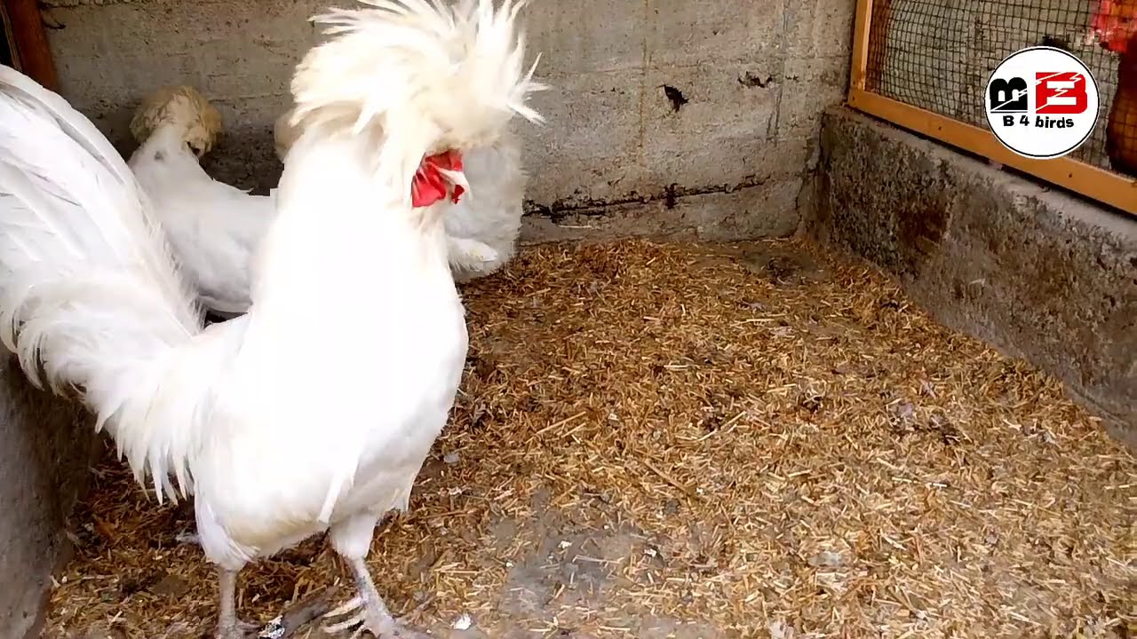 My Complete Setup Tour ||Fancy Hens ||Peacock ||Pheasant || Mutation ||#B4BIRDS