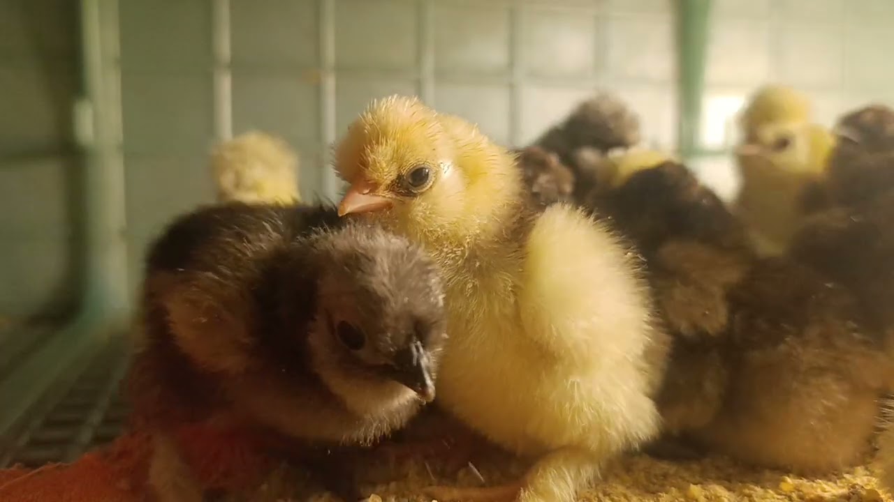 Silkie Habeş 2300km yol 75 yumurta 45 dolu 34 civciv  Allah bereket versin inşallah sağlıkla büyürlr