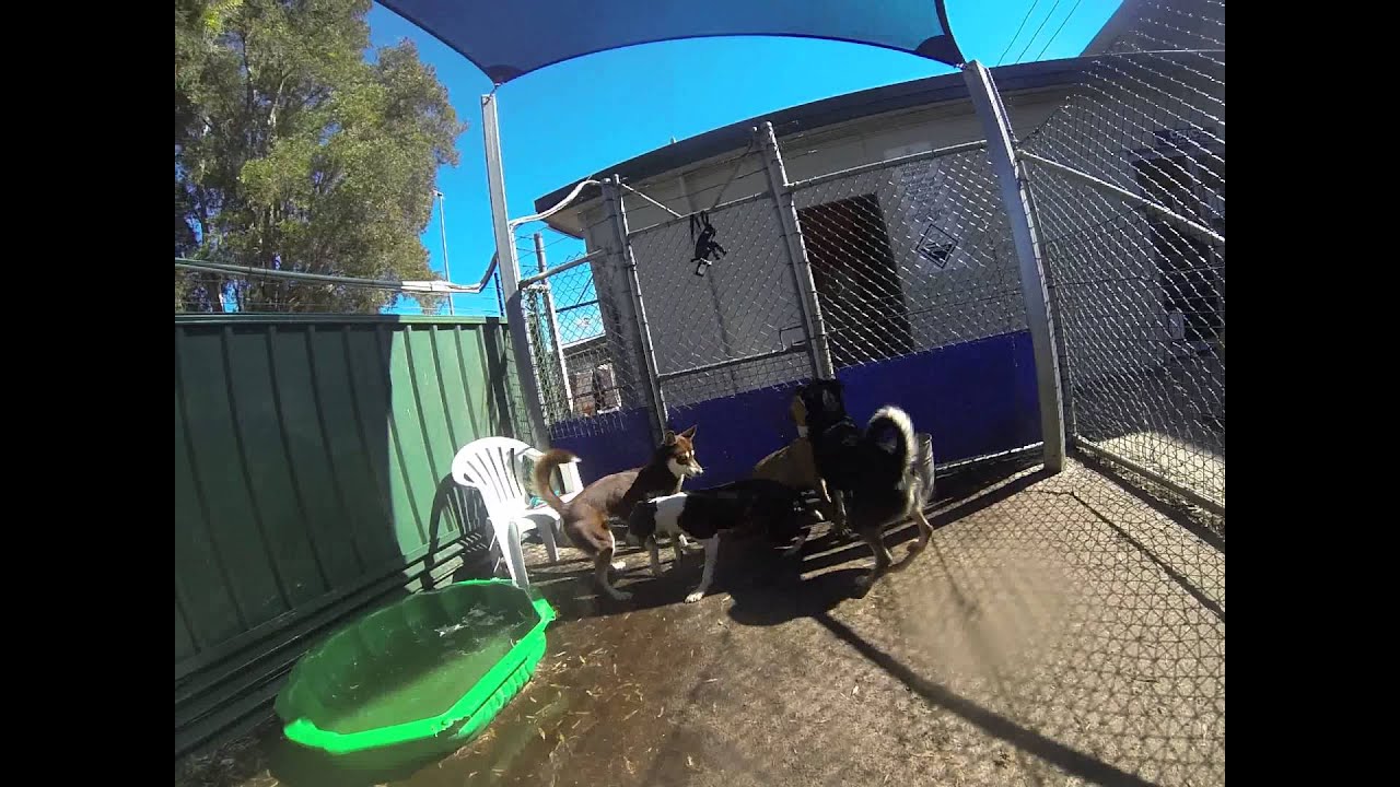 Nooch's Pooches - A day spent at the local shelter to help the real dogs in need!