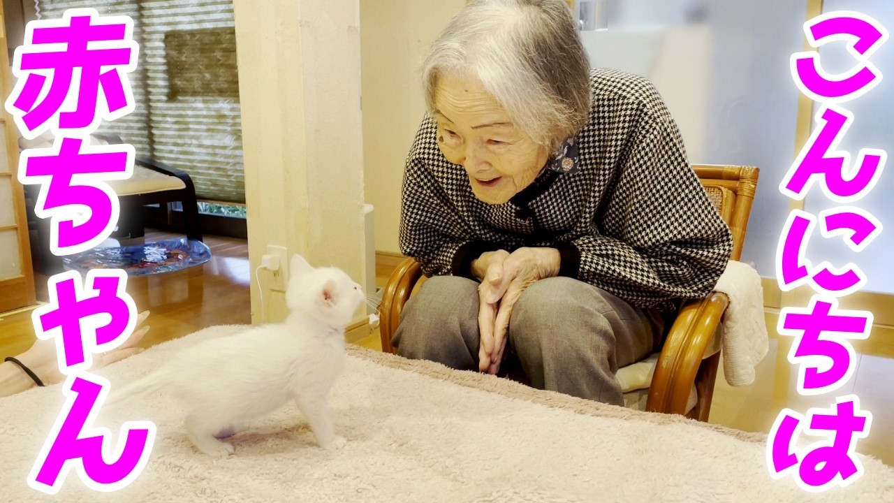 生後二か月の赤ちゃん猫と97歳のお婆ちゃんが初対面したぞ！の巻【猫と人間の家族アナザーストーリー】