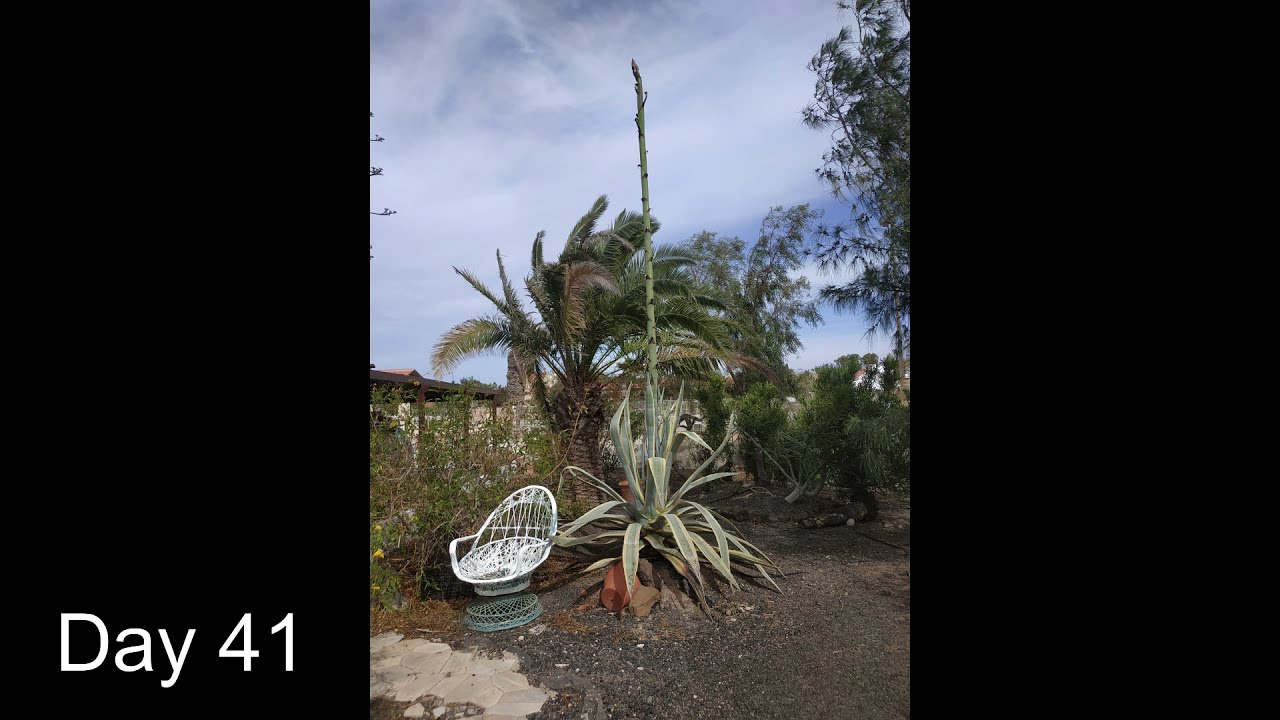 Agave Flowers Time-lapse