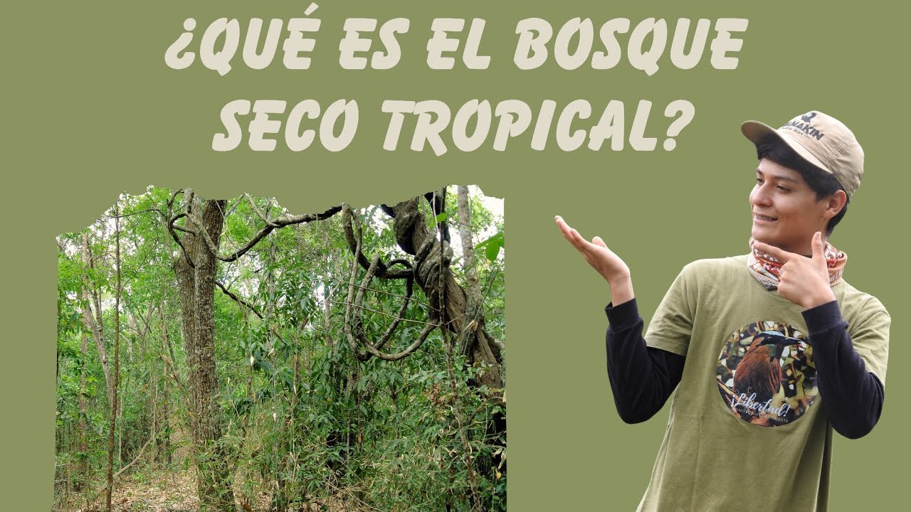 🟥🟩 Definición del bosque seco tropical!!! 