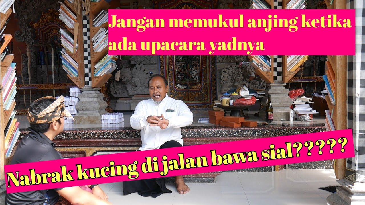 BENARKAH MITOS NABRAK KUCING BUAT SIAL???