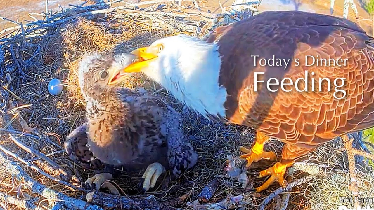 #246🦅E26🐥36°／SWFL Bald Eagle Nest 2025-2026／F23💗M15／Powerd by Southwest Florida Eagle Cam