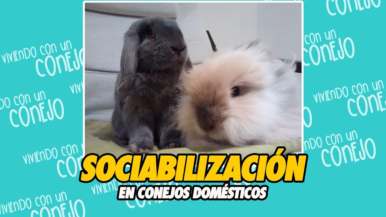 Socializacion De Conejos Domesticos || Sociabilizacion De Conejos Enanos