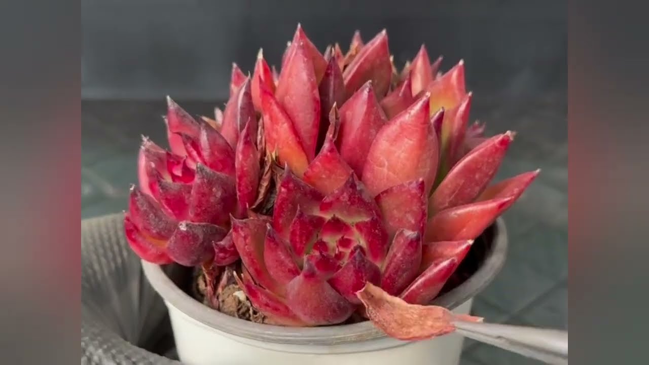 Subscribe for daily ASMR videos.#succulent #cactus 