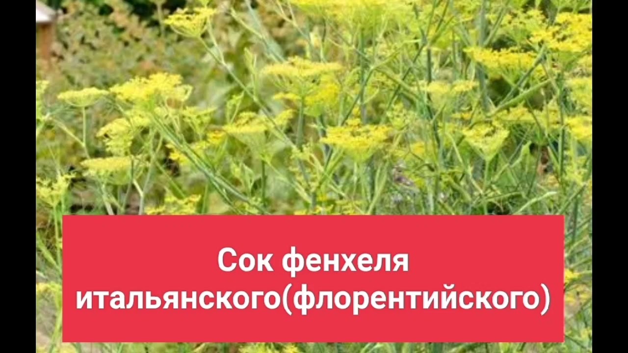 Сок фенхеля итальянского ( флорентийского) Н. Уокер 