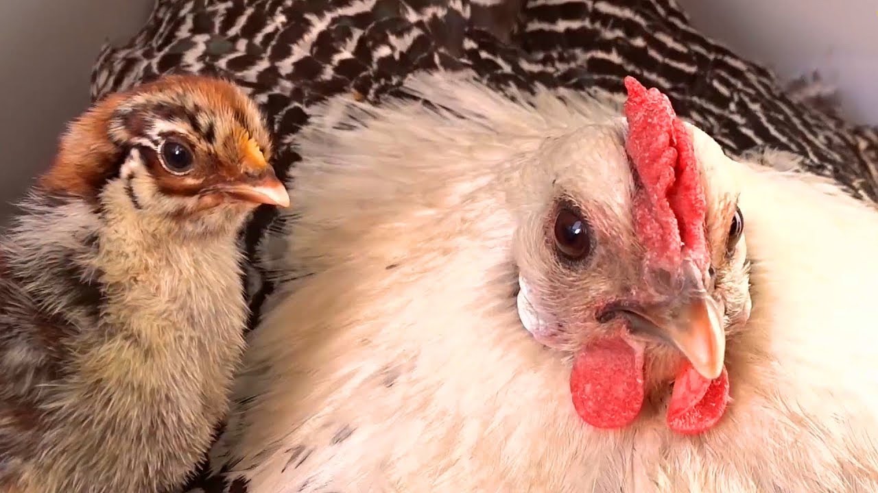 La poule Braekel Argent&eacute;e. Une demi-naine farouche. 170 oeufs/an.