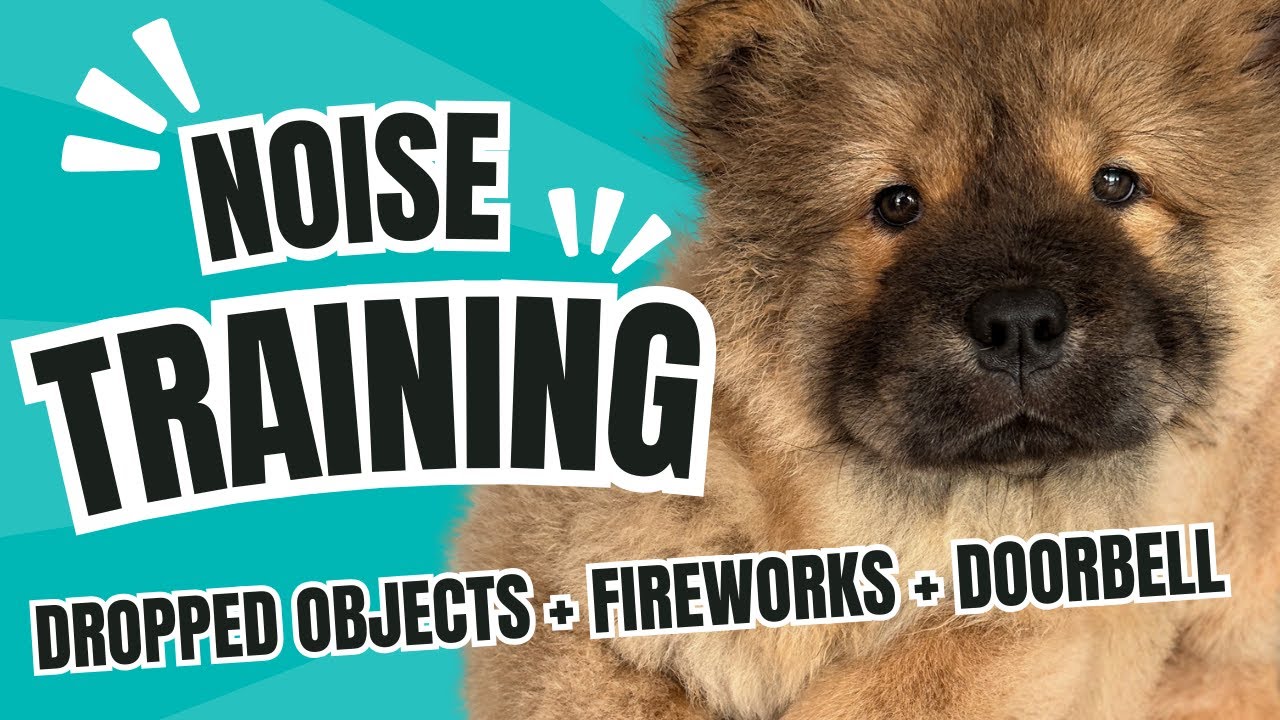PUPPY SOUND EXPOSURE | DOG NOISE TRAINING | SOUND REACTIVITY TRAINING