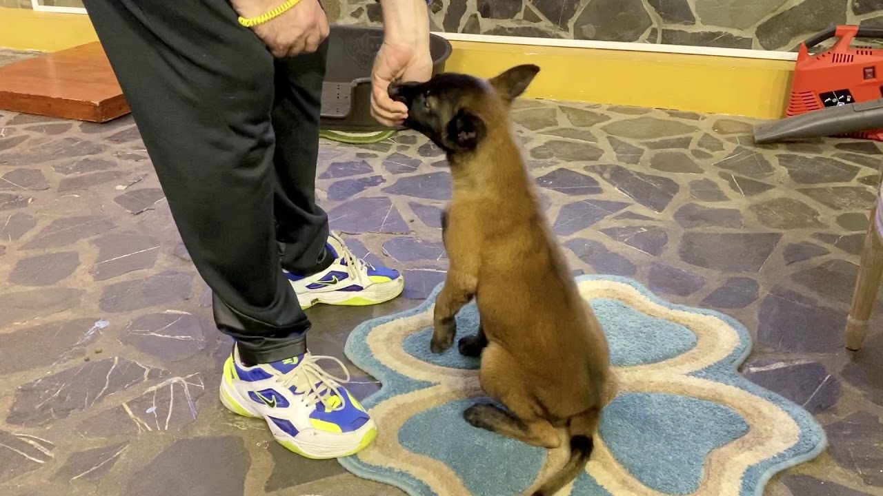 Prima zi de predresaj cu  Croc - un pui muscacios de Malinois din Canisa Romano
