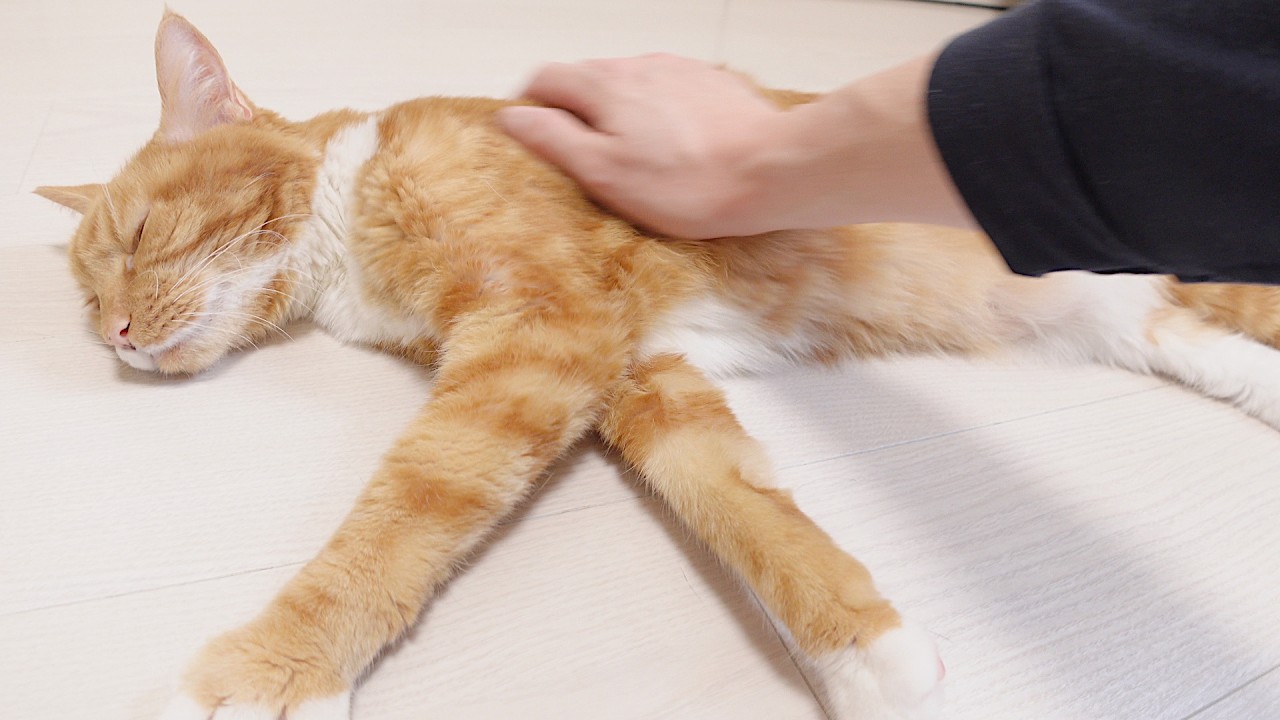 朝の猫ズは甘えん坊。気持ち良さそうに撫でられる猫。