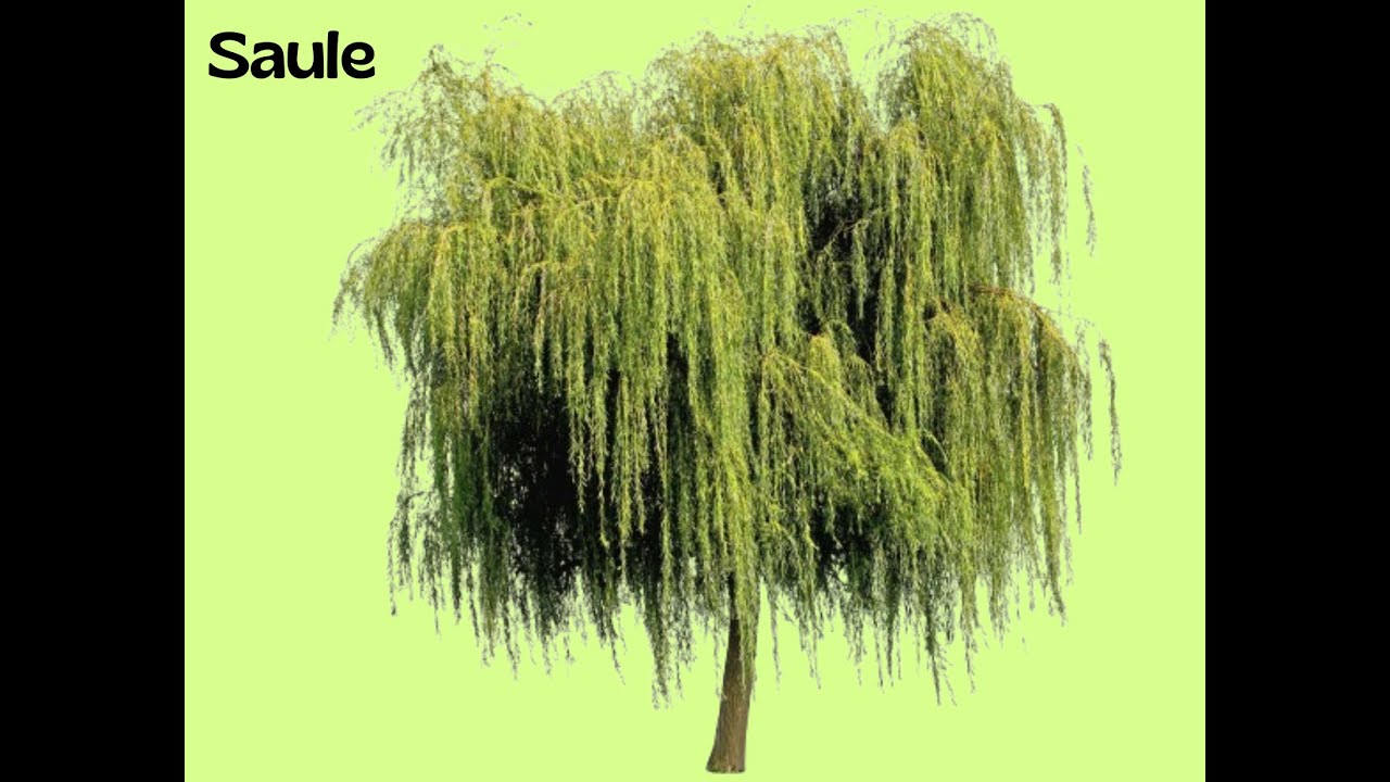 Le Saule