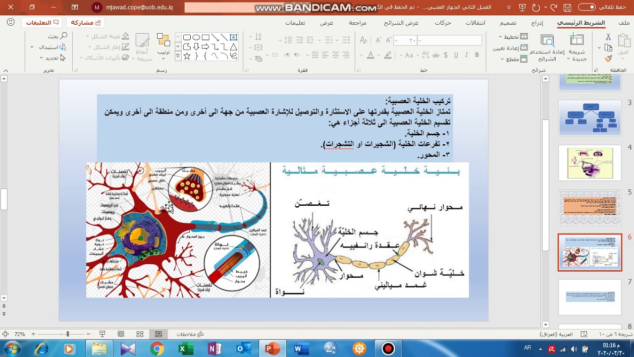 الفصل الثاني الجهاز العصبي لطلاب كلية التربية البدنية وعلوم الرياضة جامعة بغداد