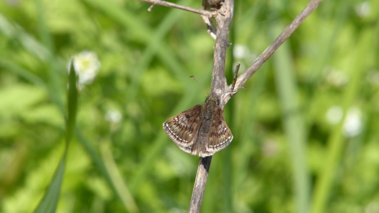 Dingy Skipper (Erynnis tages), Bulgaria