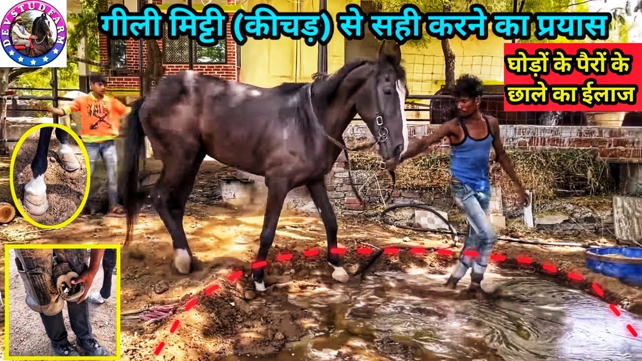 घोड़ों के पैरों के छालों के इलाज का प्रयास
