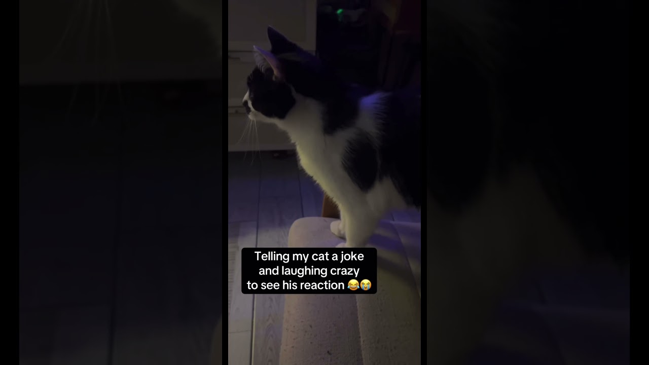 Pranking my cat 😂 #foryou #cat #funny