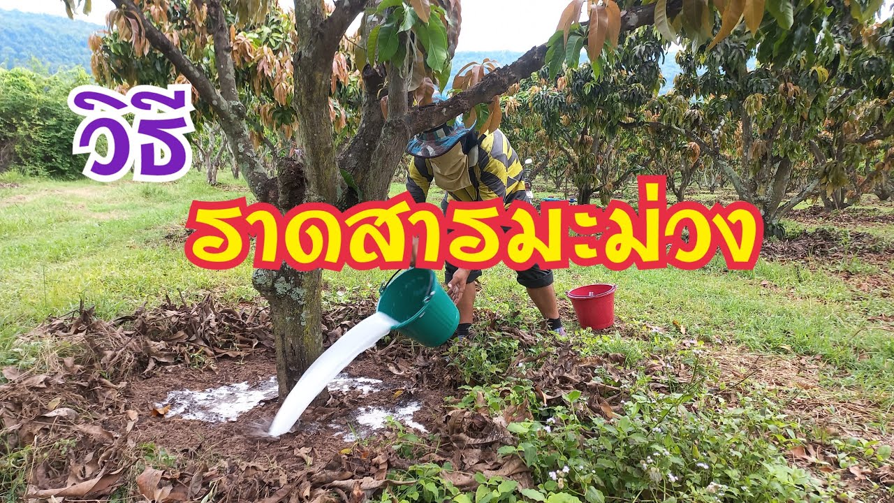วิธีราดสารมะม่วง | การทำมะม่วงนอกฤดู