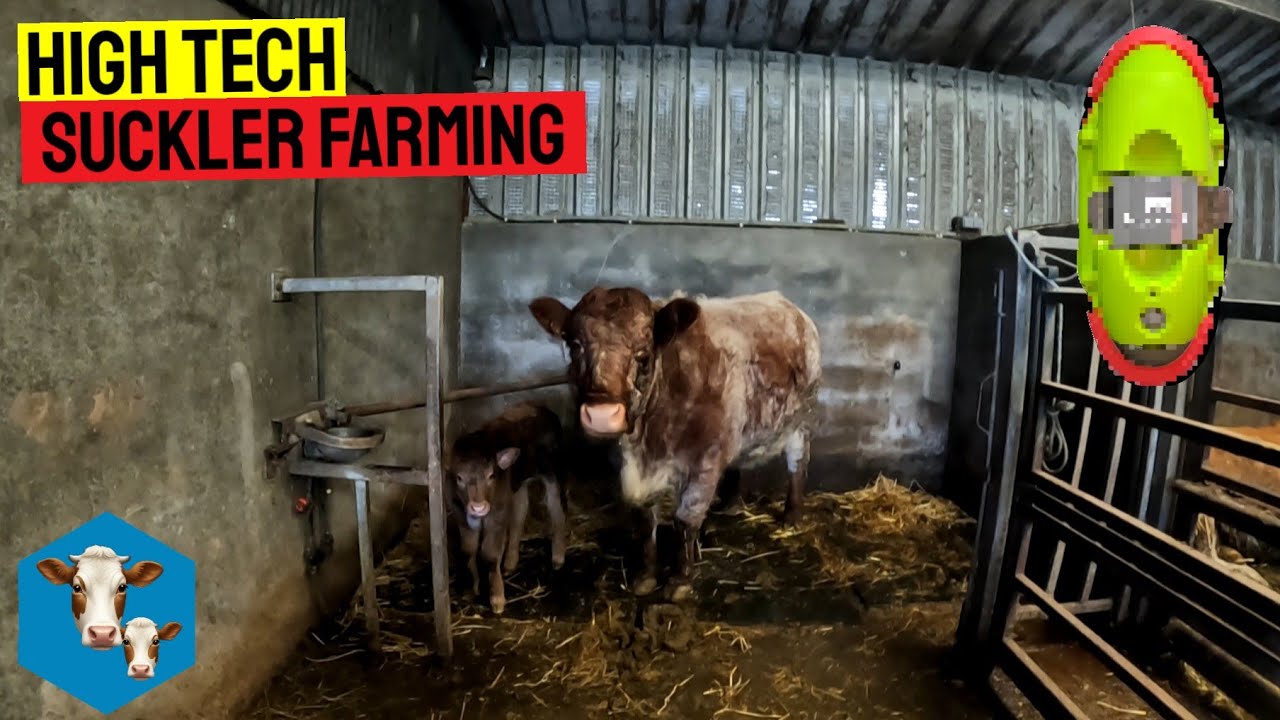 THIS DEVICE KNOWS WHEN A COW IS CALVING | Calving Update 2026 (1)