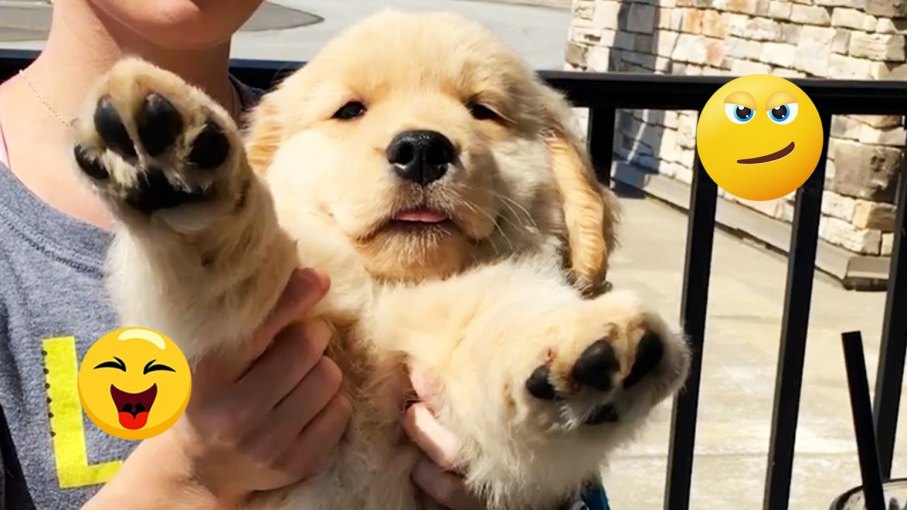 You Will Laugh Until Your Stomach Hurts 😂🐶 Funniest Dogs 2026! #5