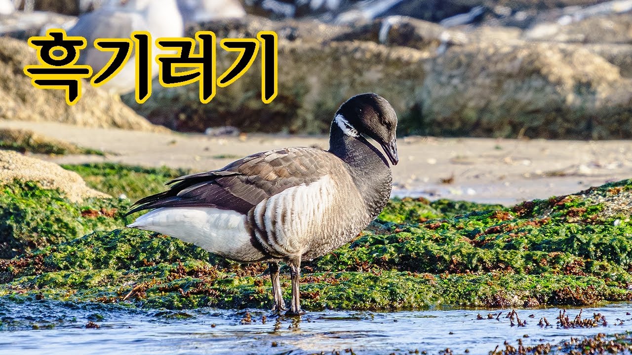 2025 흑기러기