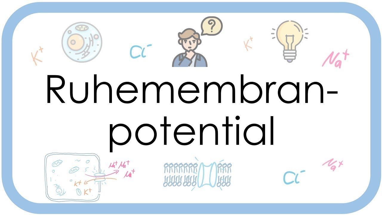 Resting membrane potential - Physiology - (ion currents, equilibrium potential, Nernst equation)