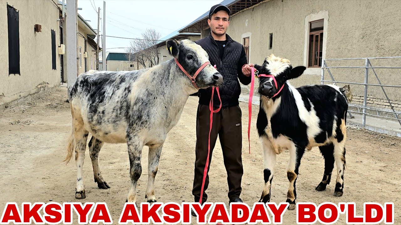 Shaxzodbek akadan yangi partiya g'unojinlar va ona bola sigir  yana aksiyada 14 марта 2026 г.