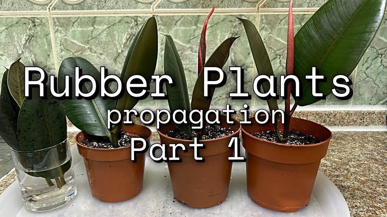 Indoor Plants | Rubber Plant or Ficus Elastica | Rubber Tree | Gardening
