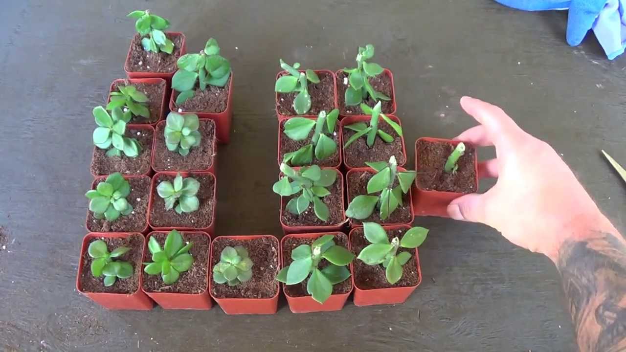 Pereskiopsis prep part 2