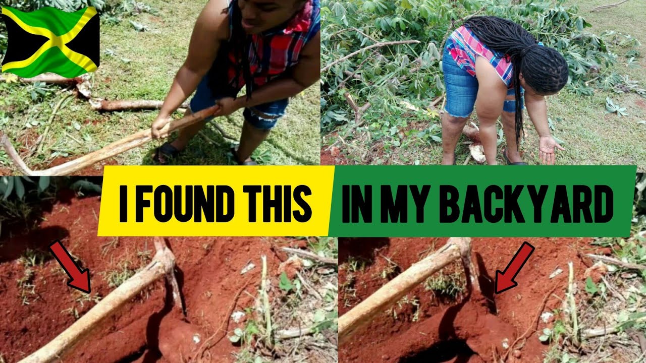 LOOK WHAT I FOUND IN MY BACKYARD IN JAMAICA | DIGGING UP CASSAVA IN THE COUNTRY IN ST.ELIZABETH
