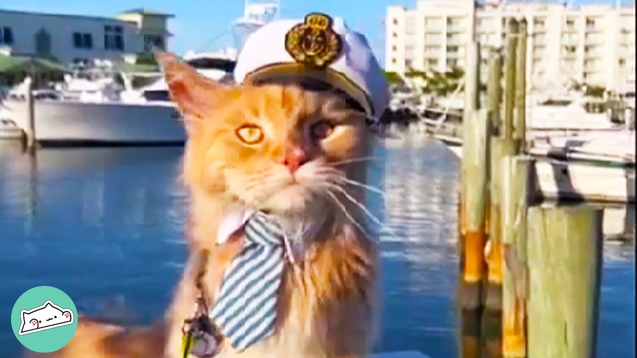 Every Time Family Goes Swimming This Maine Coon Dives Right In | Cuddle Cat