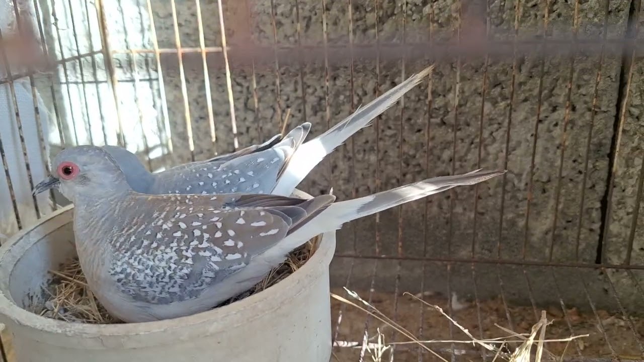 Daimond Dove Making Nest & Caring Newly Born Baby #dove #village #vlog