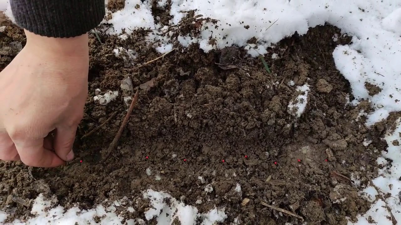 სტაფილოს თესვა