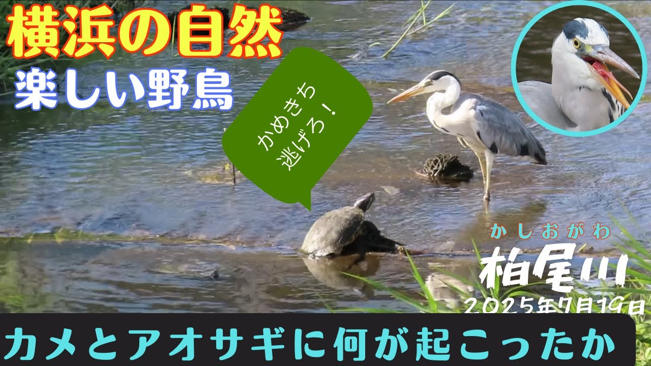 【身近な生き物・面白い野鳥・身近な野鳥】横浜の自然・神奈川野鳥【ウォーキング・散歩・早朝散歩】