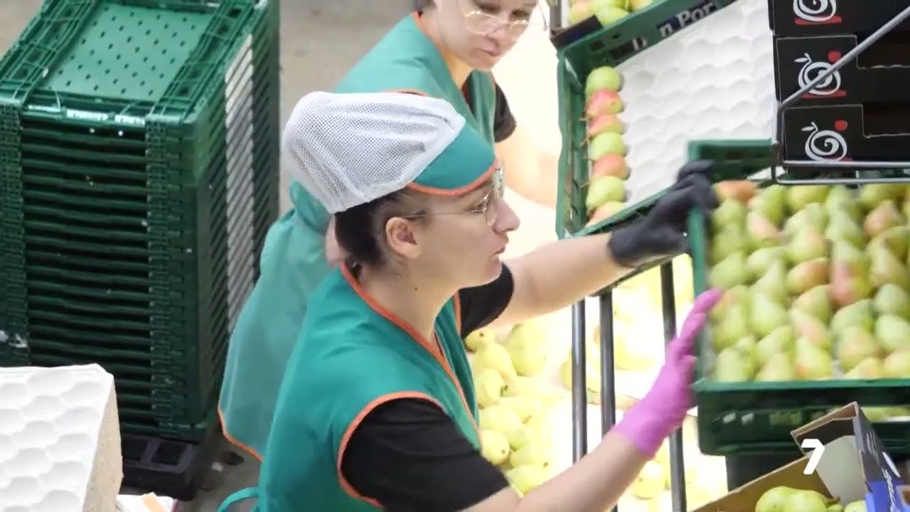 Campos de Jumilla campaña recolección DOP Pera Ercolini | Diario del Campo La7