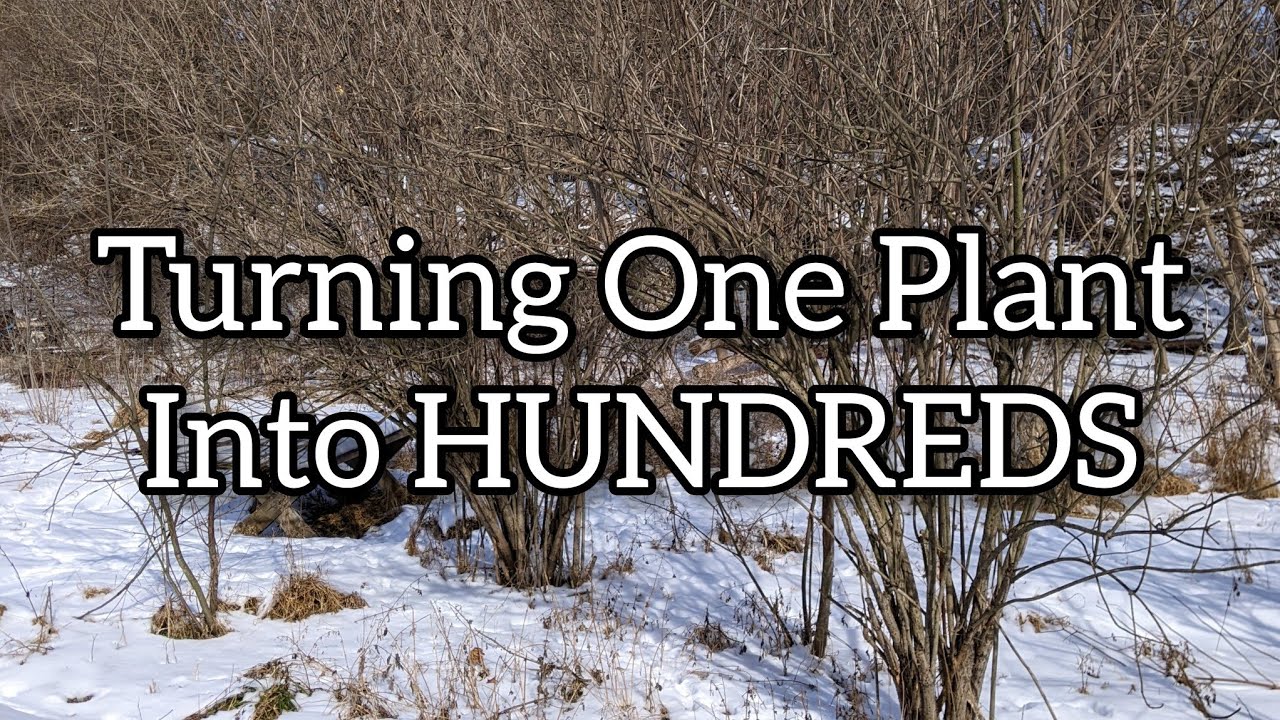 Harvesting Elderberry Cuttings