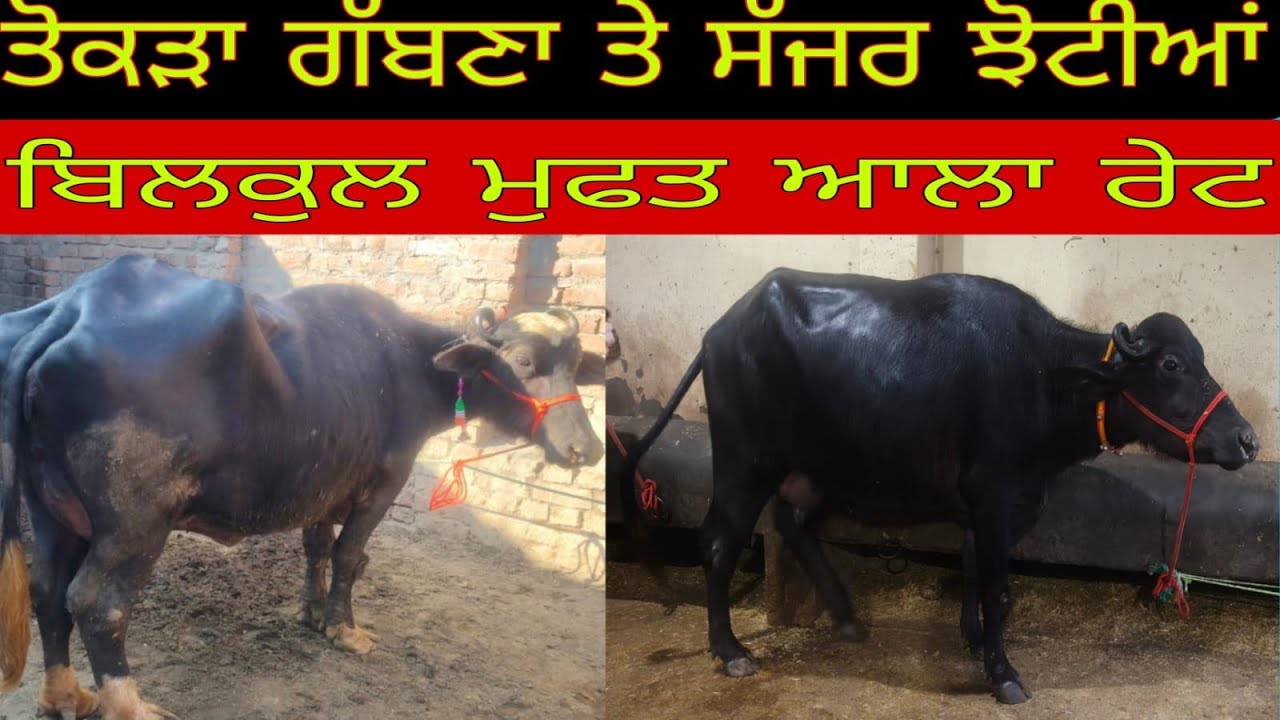 ਫ਼ੋਨ 97813-87936 ਤੋਕੜ ਗੱਬਨ੍ਹ ਤੇ ਤਾਜੀਆਂ ਸੂਈਆਂ ਝੋਟੀਆਂ ਬਿਲਕੁੱਲ ਮੁਫਤ ਲੁੱਟ ਲਓ ਮੇਲਾ 