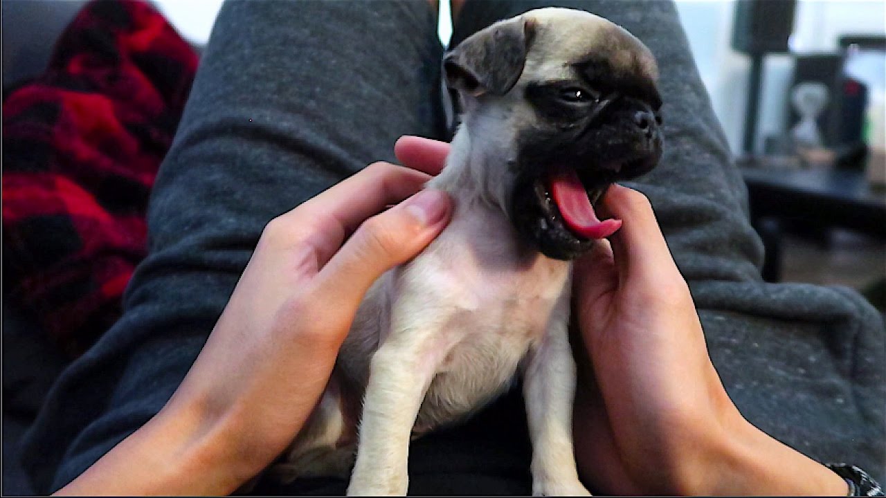 TEACHING BABY PUG HIS FIRST TRICK!!