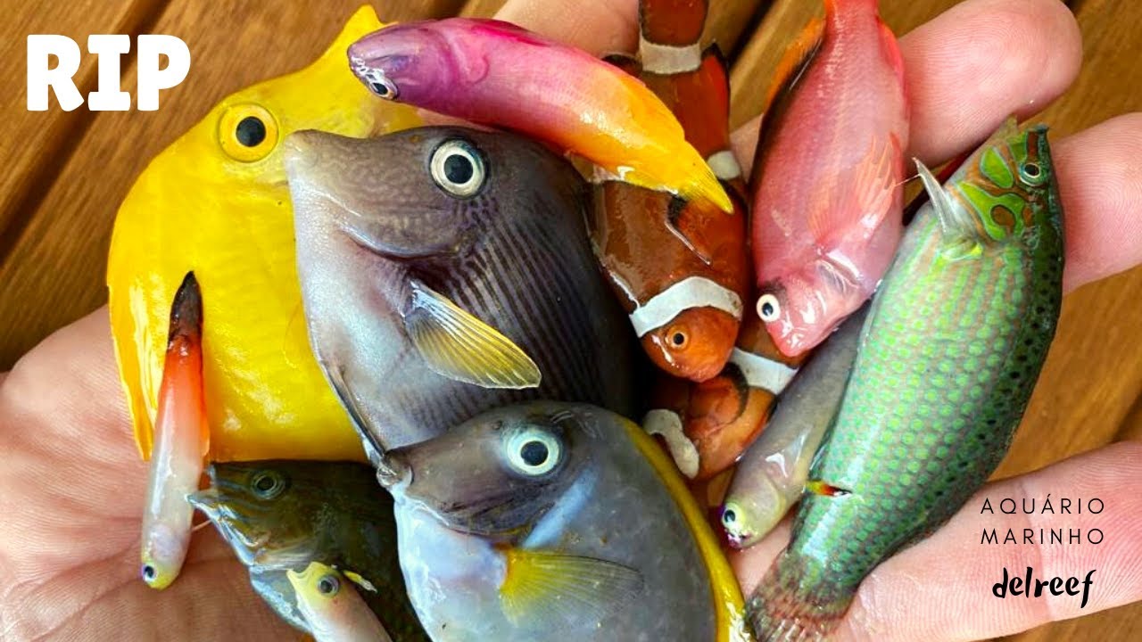 CUIDADO!! - Perdi todos os peixes, quarentena #delreef20