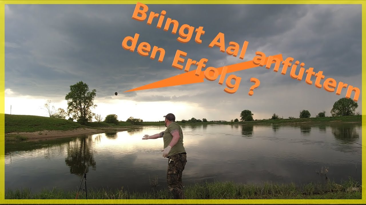Aal angeln am Fluss bringt anf&uuml;ttern den Erfolg ?