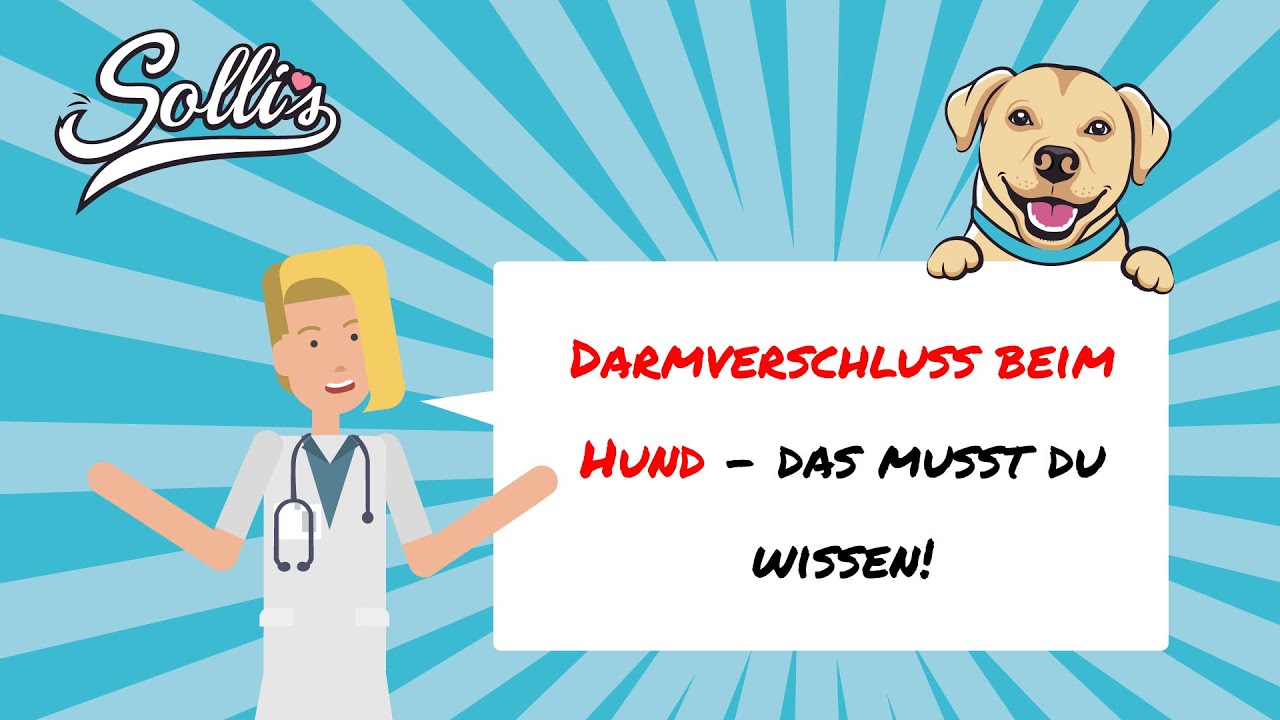 Darmverschluss beim Hund | Symptome & Behandlung