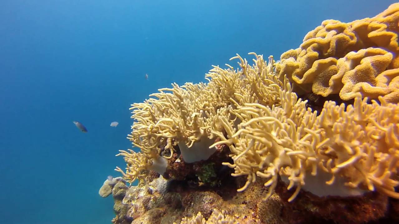 Diving the Sunabe Seawall in Okinawa, Japan