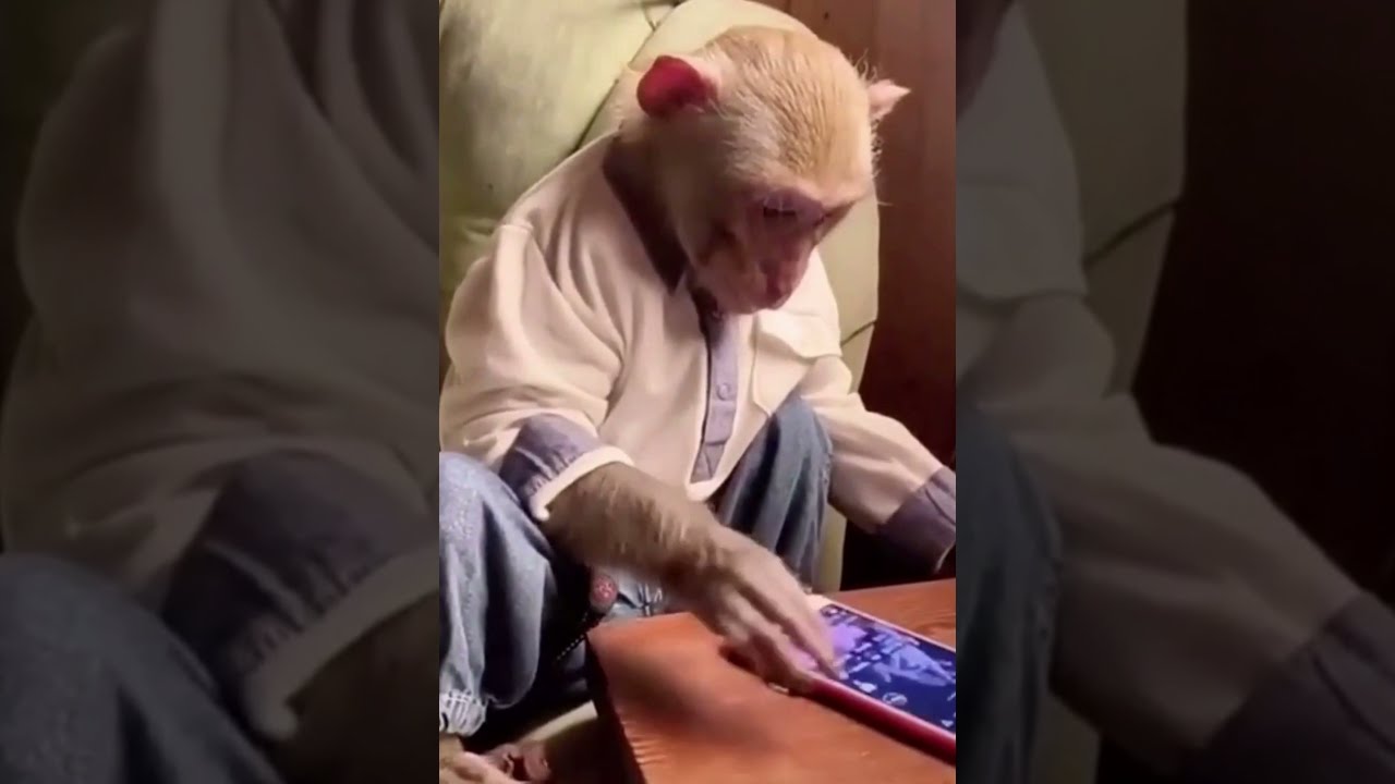OMG - A monkey using social media! #shorts