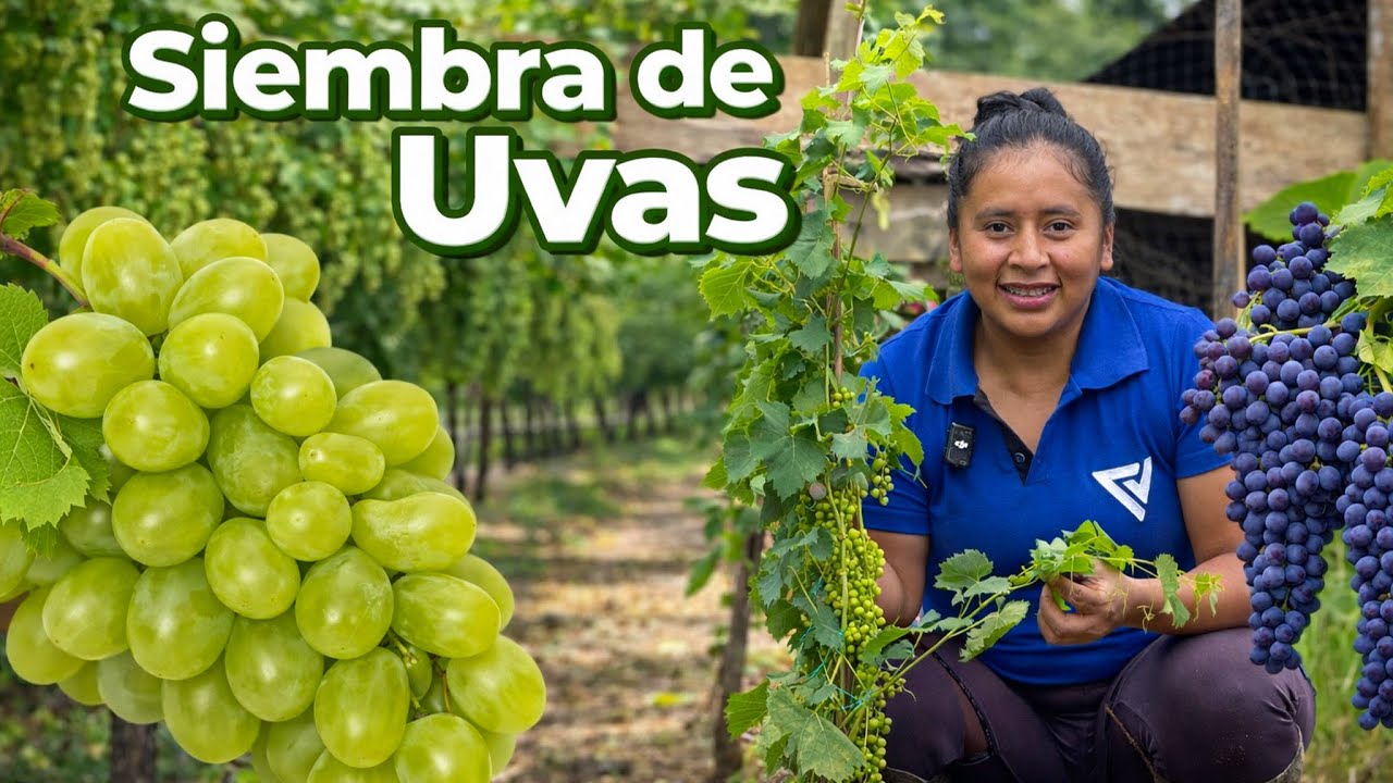 Sembrando UVAS en mi Finca | Doña Viky